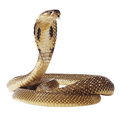 Year of the Snake