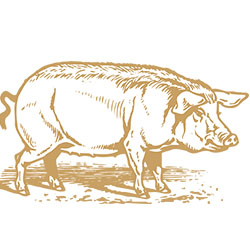 Year of the Pig